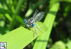 Männliche Blaue Federlibelle (White-legged Damselfly, Platycnemis pennipes)