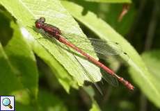 Männliche Frühe Adonislibelle (Large Red Damselfly, Pyrrhosoma nymphula)