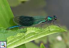 Männliche Gebänderte Prachtlibelle (Banded Demoiselle, Calopteryx splendens)