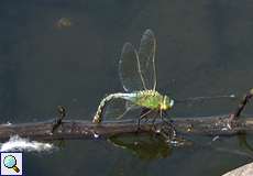Weibliche Große Königslibelle (Emperor Dragonfly, Anax imperator)