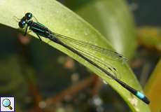 Männliche Große Pechlibelle (Blue-tailed Damselfly, Ischnura elegans)