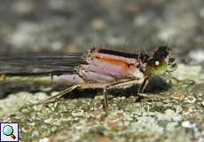 Junge weibliche Große Pechlibelle (Blue-tailed Damselfly, Ischnura elegans f. rufescens)