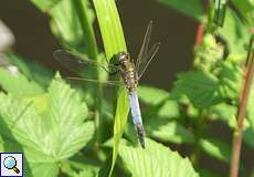 Männlicher Großer Blaupfeil (Black-tailed Skimmer, Orthetrum cancellatum)