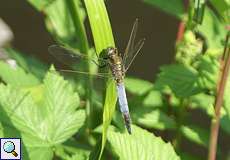 Männlicher Großer Blaupfeil (Black-tailed Skimmer, Orthetrum cancellatum)