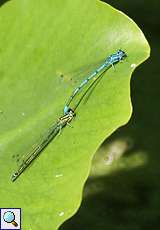 Hufeisen-Azurjungfern (Azure Damselfly, Coenagrion puella)