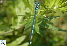 Männliche Pokaljungfer (Blue-eye, Erythromma lindenii)