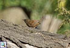 Zaunkönig (Troglodytes troglodytes)