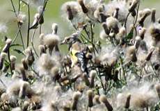 Stieglitz (Carduelis carduelis)