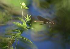 Weidenjungfer (Chalcolestes viridis
)