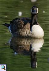 Kanadagans (Branta canadensis)