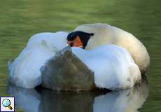 Ruhender Höckerschwan (Cygnus olor)