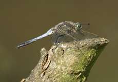 Männlicher Großer Blaupfeil (Orthetrum cancellatum)