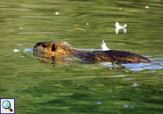 Biberratte oder Nutria (Myocastor coypus)