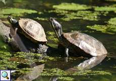 Gelbbauch-Schmuckschildkröten (Trachemys scripta scripta) am Ruhr-Altarm