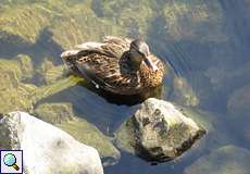 Weibliche Stockente (Anas platyrhynchos)