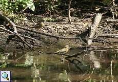 Grünfinken (Chloris chloris) am Ufer der Ruhr