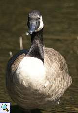 Kanadagans (Branta canadensis) am Ufer der Ruhr