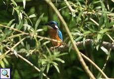 Eisvogel (Alcedo atthis)