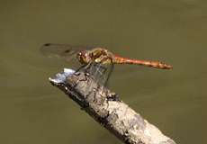 Weibliche Heidelibelle (Sympetrum sp.)