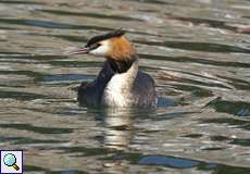 Haubentaucher (Podiceps cristatus)