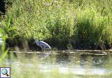 Graureiher (Ardea cinerea) an einem Altarm der Ruhr