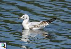 Jugendliche Lachmöwe (Chroicocephalus ridibundus) auf der Ruhr