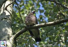 Ringeltaube (Columba palumbus) an der Ruhr