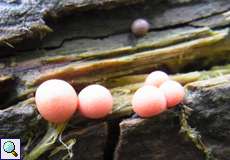 Blutmilchpilz (Lycogala epidendrum)