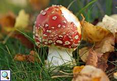 Fliegenpilz (Fly Agaric, Amanita muscaria)