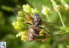 Fliegentöter (Entomophthora muscae)