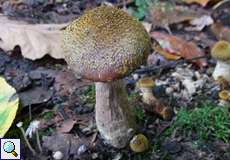 Gemeiner Hallimasch (Honey Mushroom, Armillaria mellea)