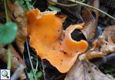 Gemeiner Orangebecherling (Orange Peel Fungus, Aleuria aurantia)