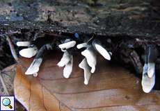 Geweihförmige Holzkeule (Candlestick Fungus, Xylaria hypoxylon)