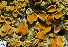 Gewöhnliche Gelbflechte (Common Orange Lichen, Xanthoria parietina)