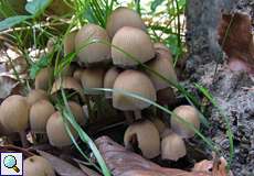 Glimmertintling (Glistening Inkcap, Coprinus micaceus)