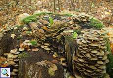 Grünblättriger Schwefelkopf (Sulphur Tuft, Hypholoma fasciculare)