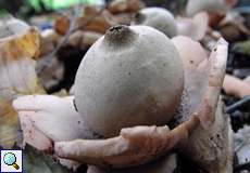 Halskrausen-Erdstern (Collared Eathstar, Geastrum triplex)