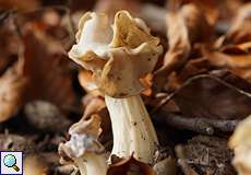 Herbst-Lorchel (White Saddle, Helvella crispa)