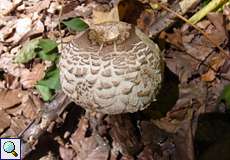 Parasol (Parasol Mushroom, Macrolepiota procera)