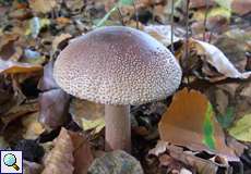 Perlpilz (Blusher, Amanita rubescens)