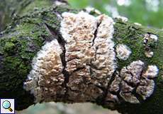 Reibeisen-Rindenpilz (Toothed Crust Fungus, Hyphoderma radula)