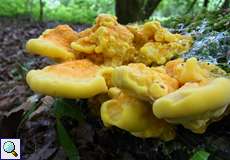 Schwefelporling (Chicken of the Woods, Laetiporus sulphureus)