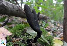 Vielgestaltige Holzkeule (Dead Man's Fingers, Xylaria polymorpha)