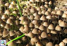 Viersporiger Nitrat-Helmling (Mycena stipata)