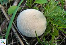 Wiesen-Stäubling (Meadow Puffball, Vascellum pratense)