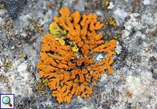 Zierliche Gelbflechte (Elegant Sunburst Lichen, Xanthoria elegans)