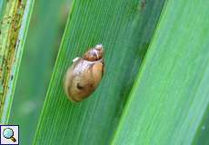 Bernsteinschnecke (Amber Snail, Succinea/Oxyloma sp.)