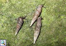 Schließmundschnecke (Door Snail, Clausiliidae)