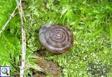Gefleckte Schüsselschnecke (Discus Snail, Discus rotundatus)