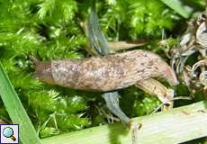 Genetzte Ackerschnecke (Grey Field Slug, Deroceras reticulatum)
